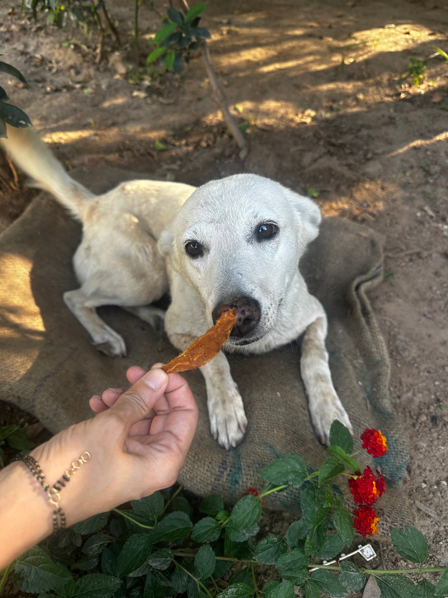Limited Edition Mango chicken jerky