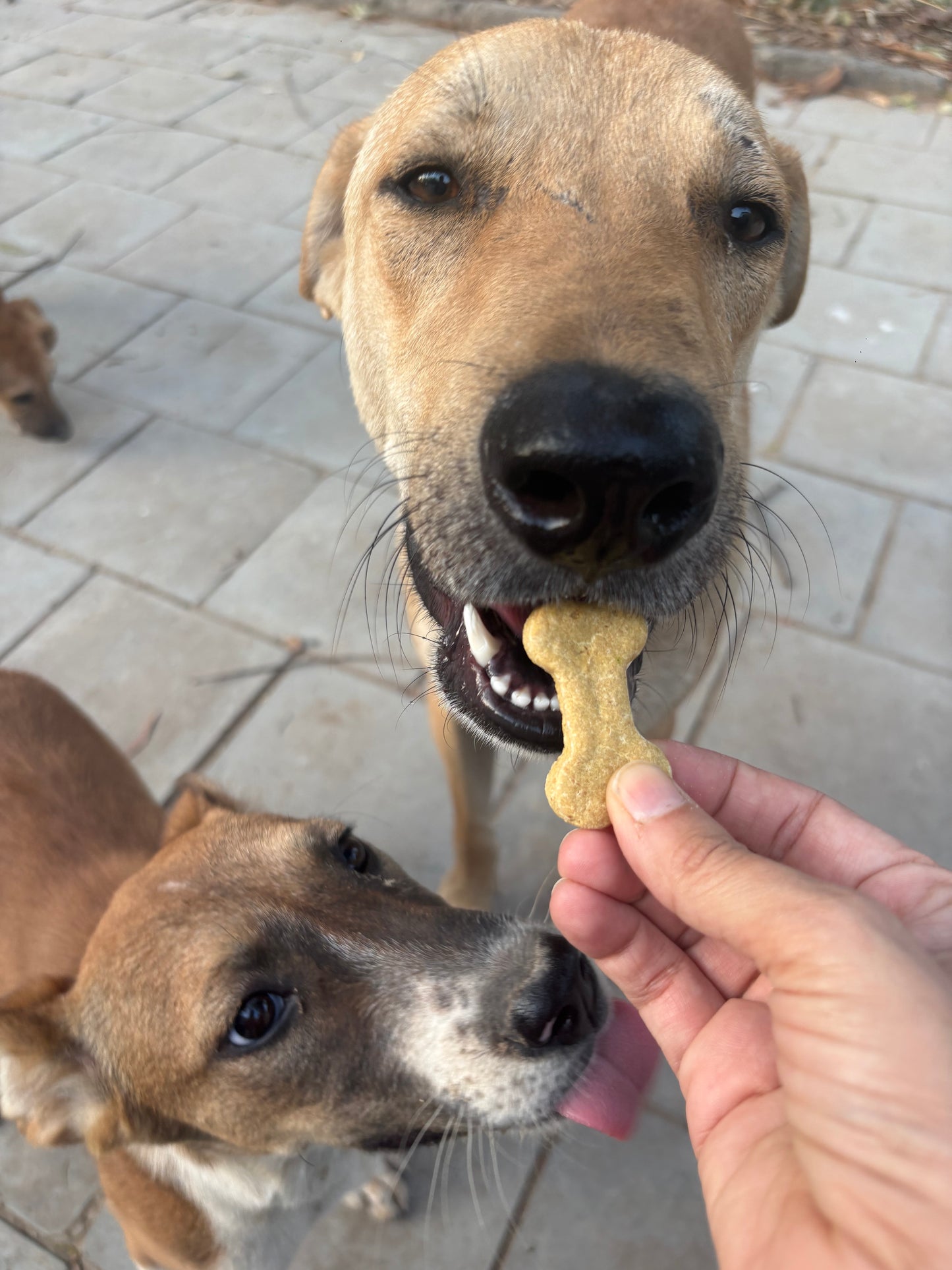 Tummy ease biscuits