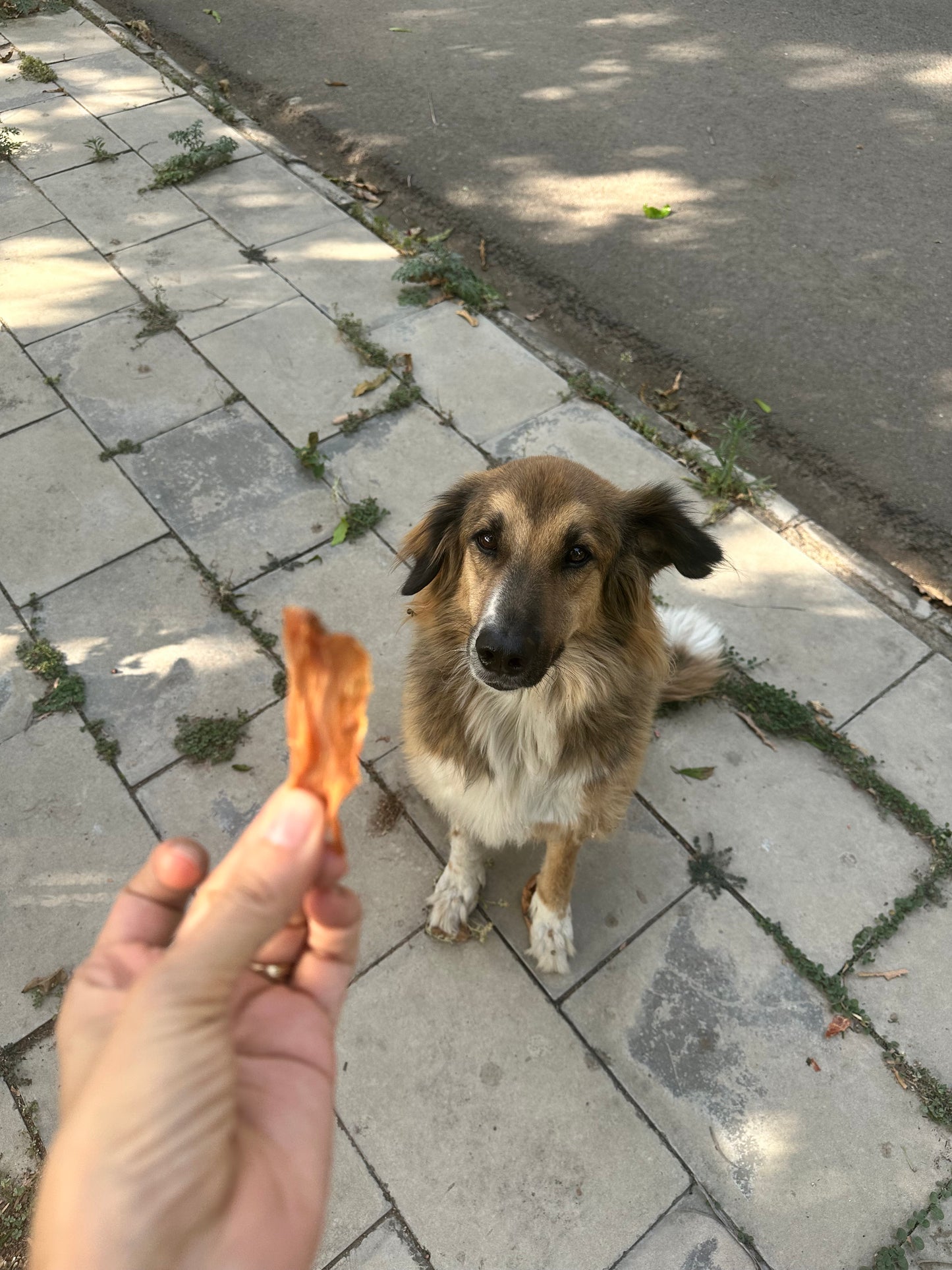 Limited Edition Mango chicken jerky