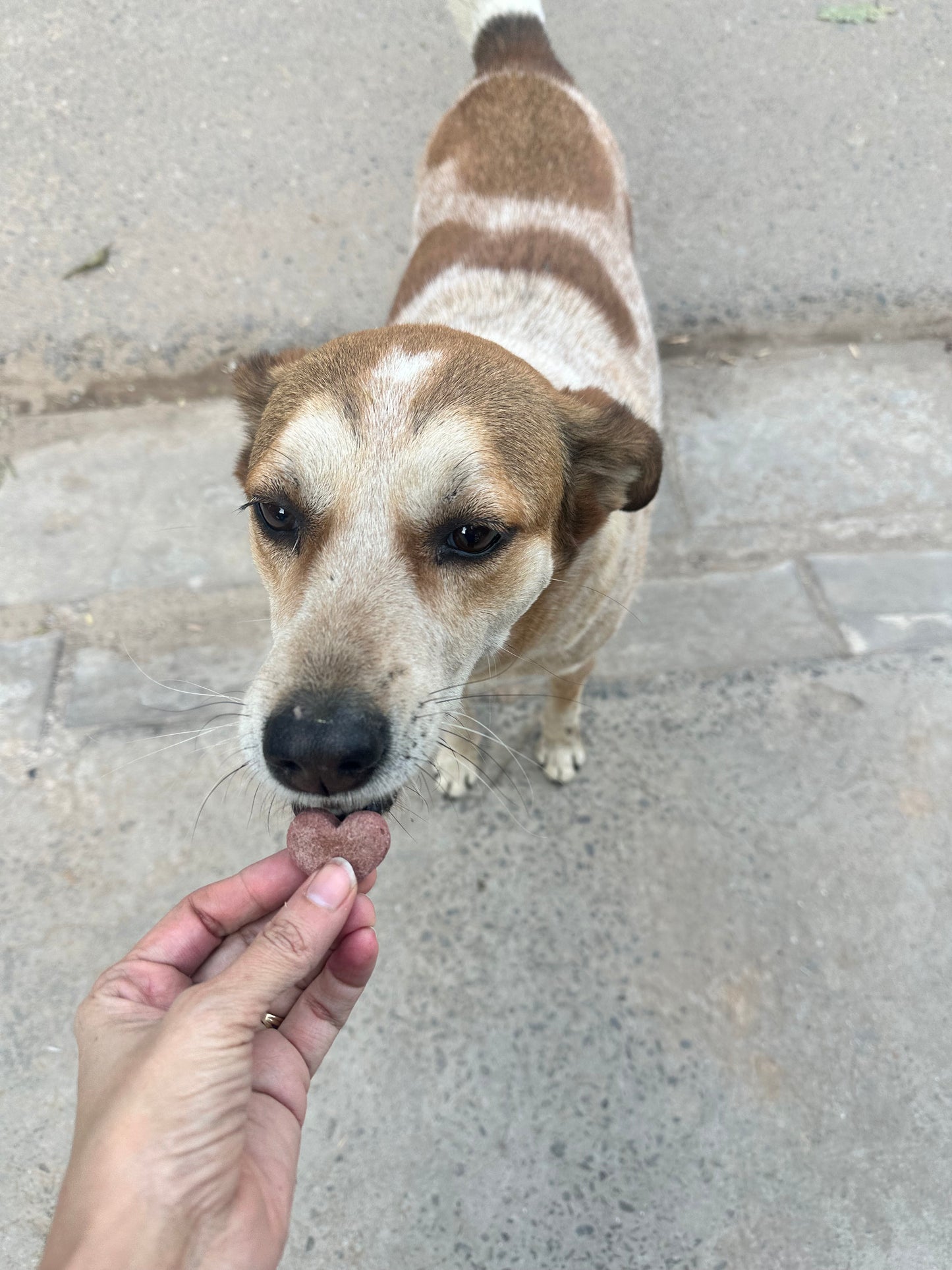 Triple berry bites ππ«