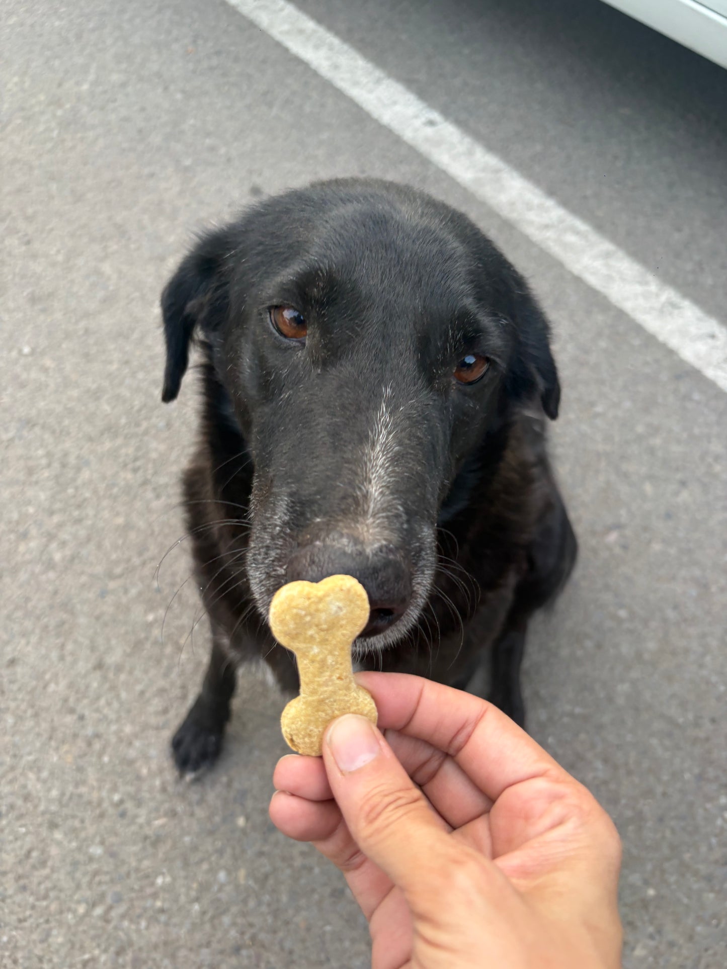 Tummy ease biscuits