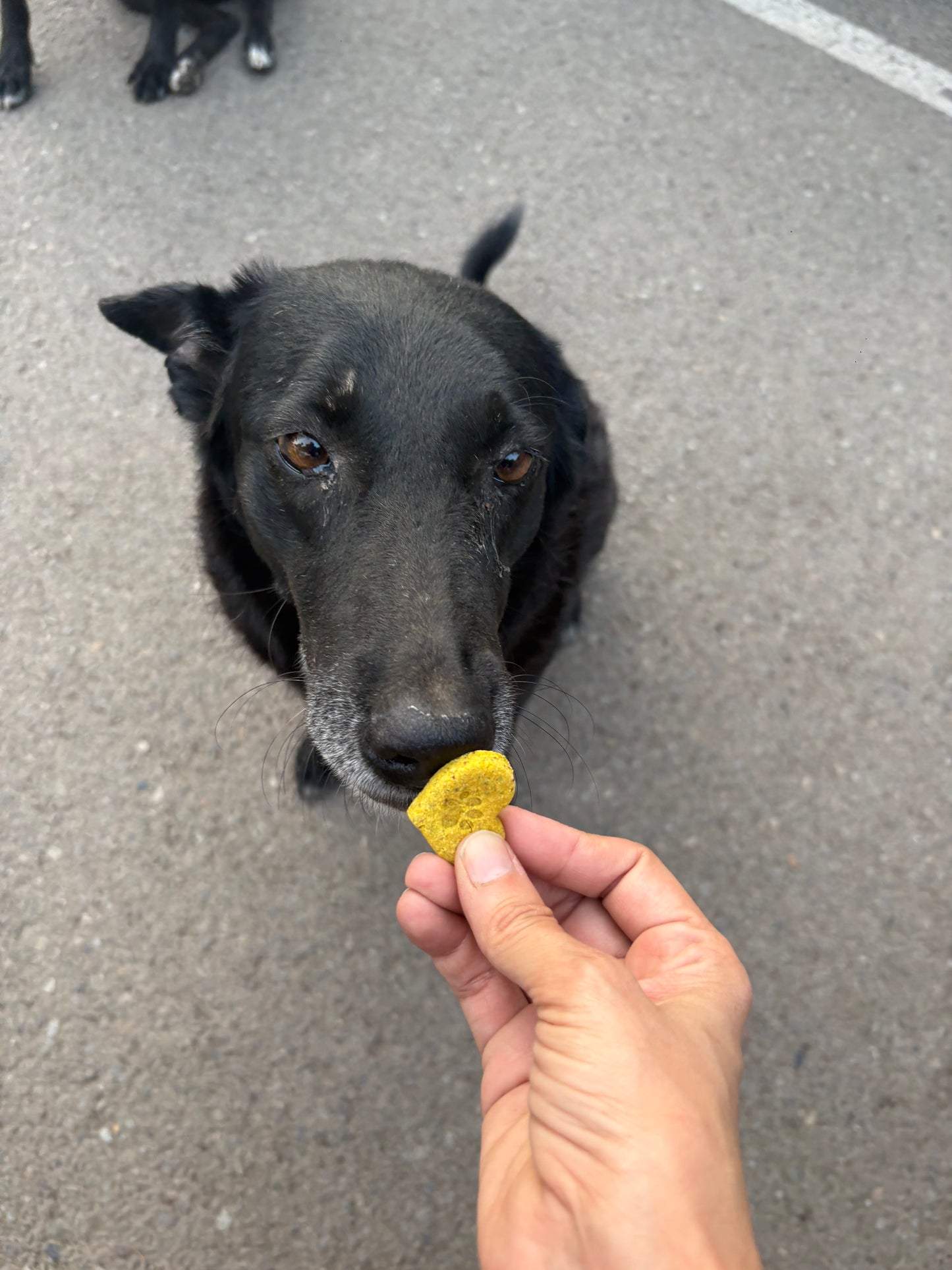 Senior wellness bites