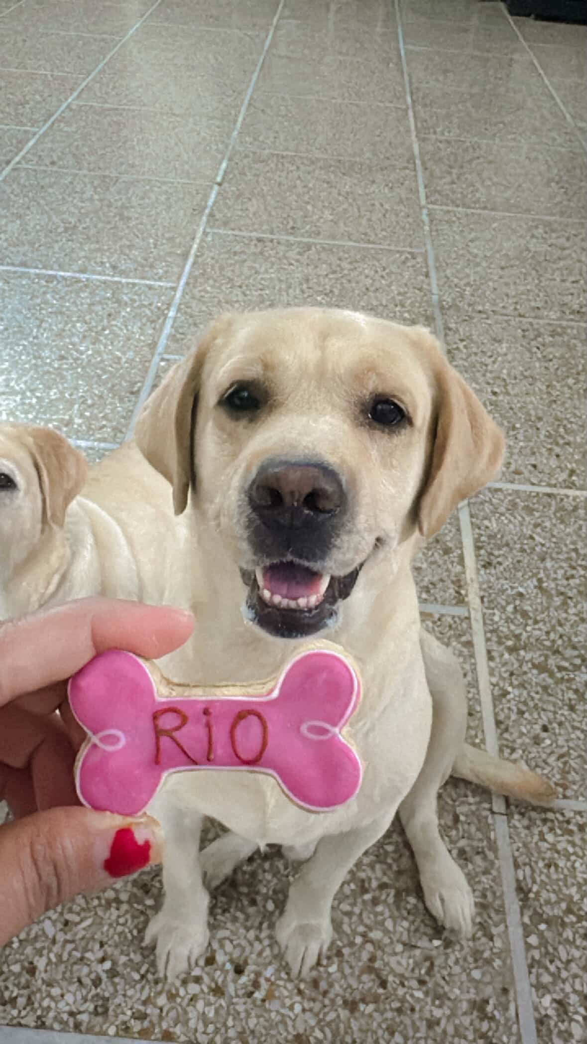 Paws and Kisses mini box