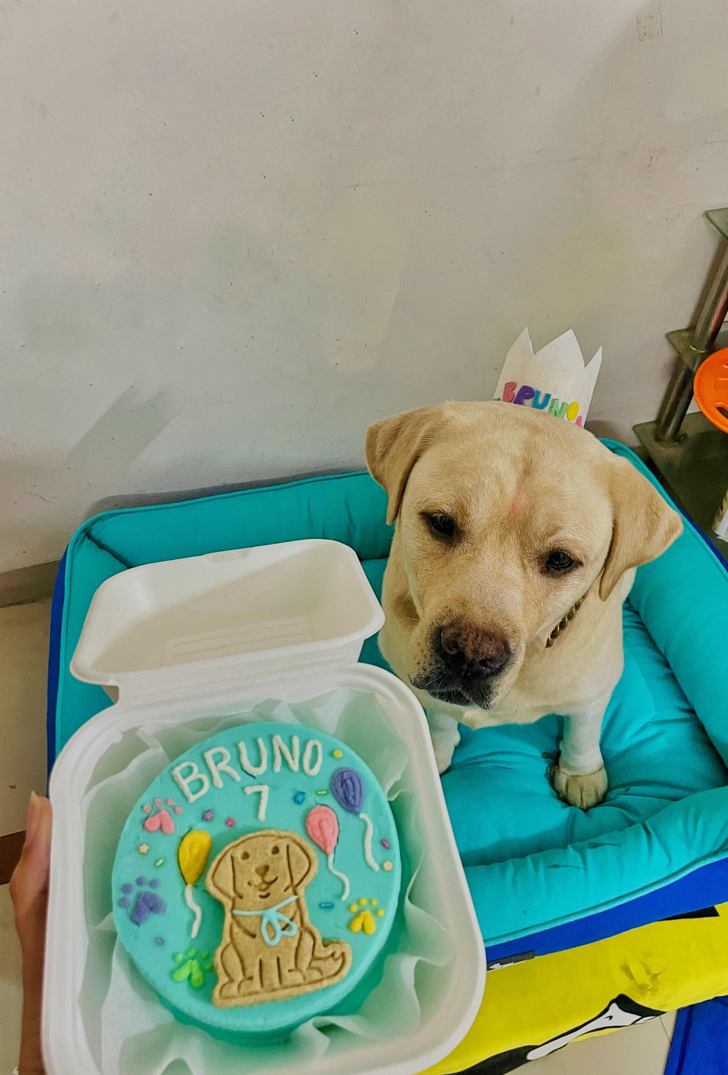 Bento hat combo 🥳