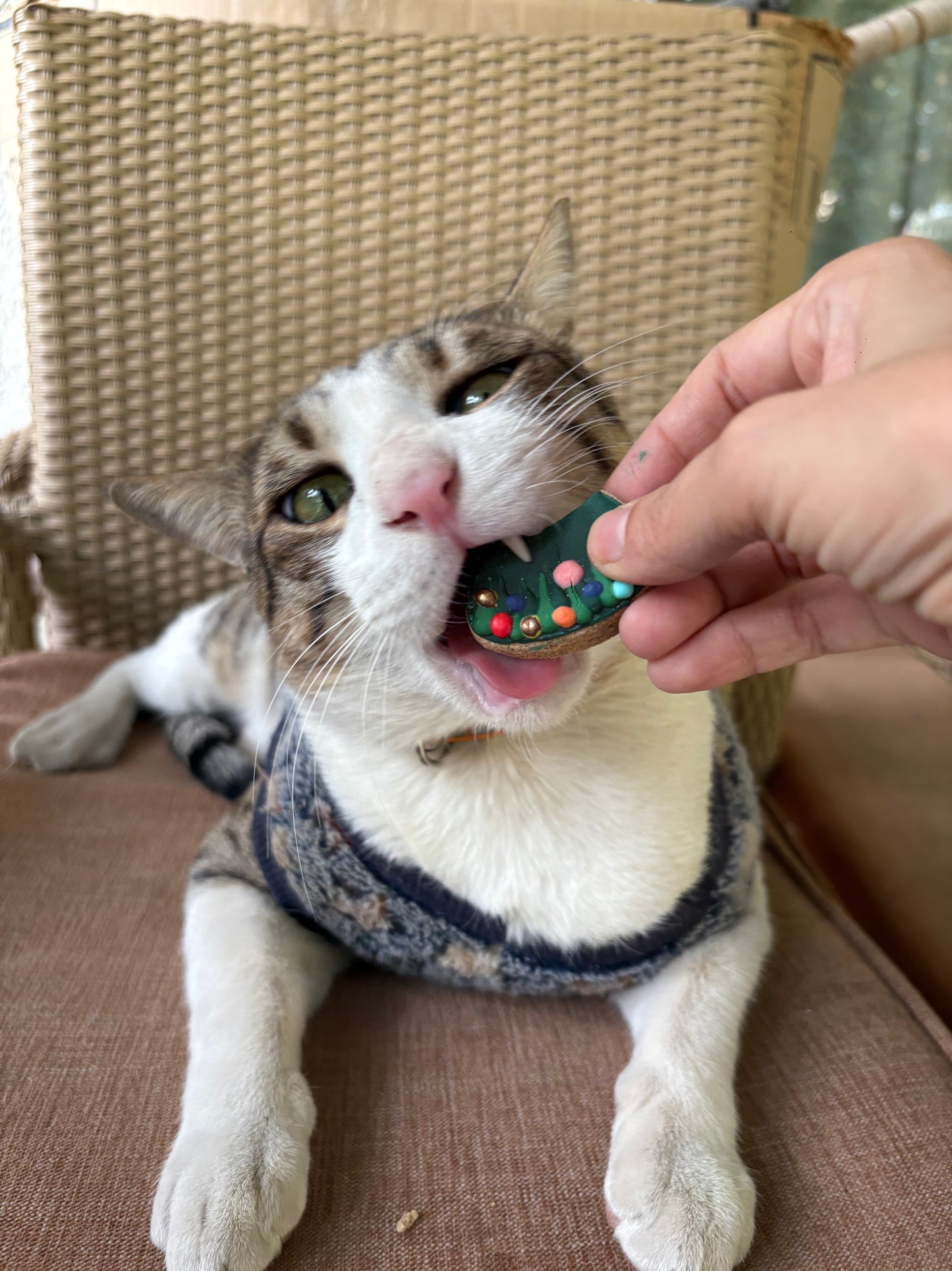 Jingle bites 🎄🎅🏻🐾