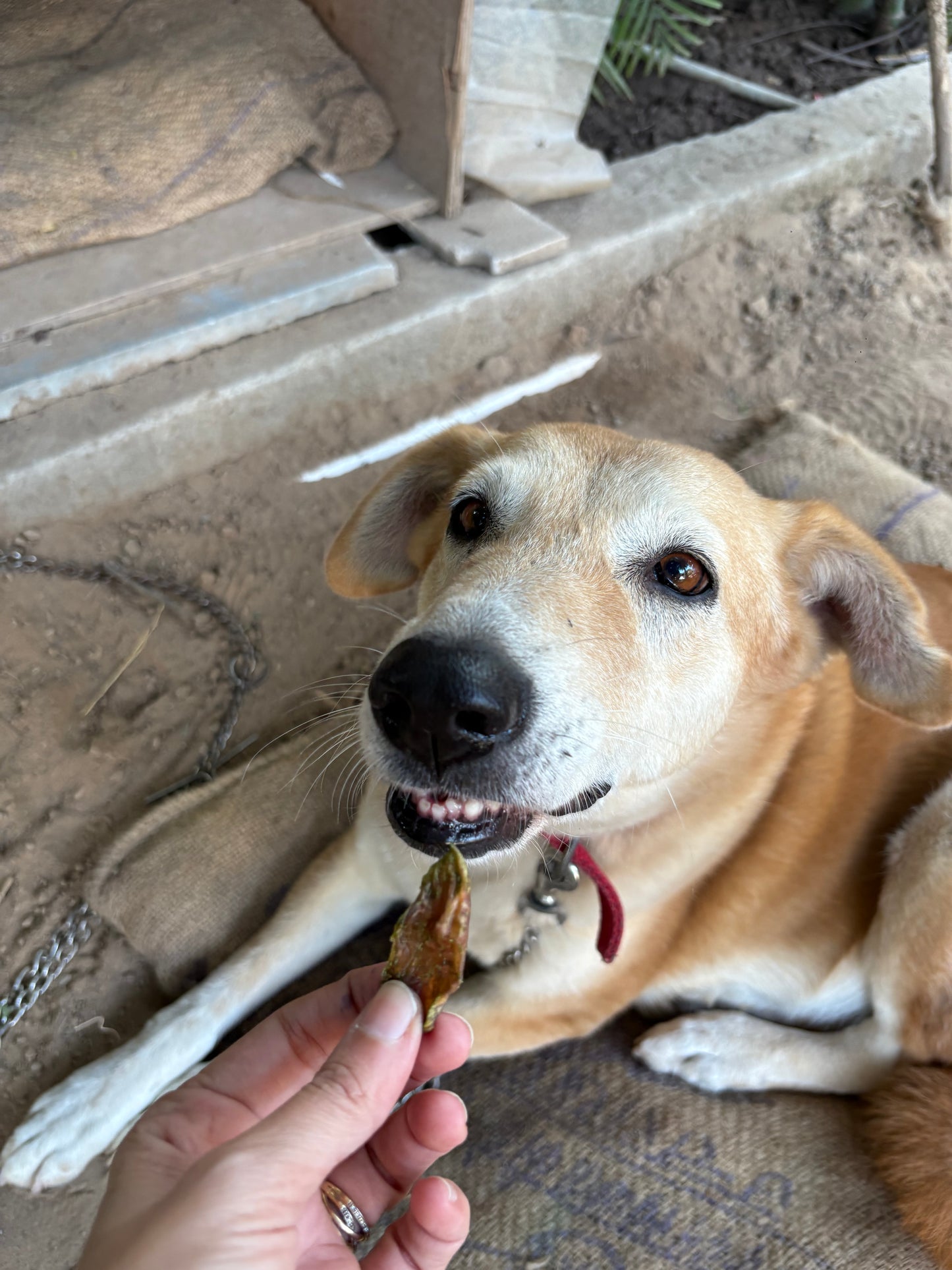 Spinach chicken jerky
