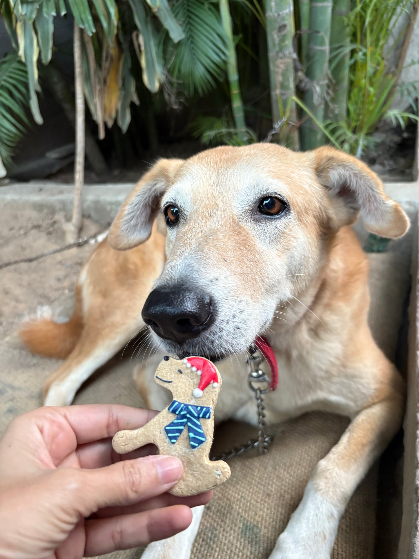 Jingle bites 🎄🎅🏻🐾