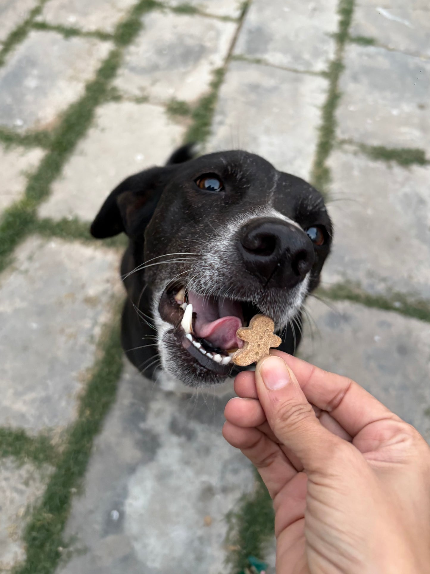 Jingle bites 🎄🎅🏻🐾