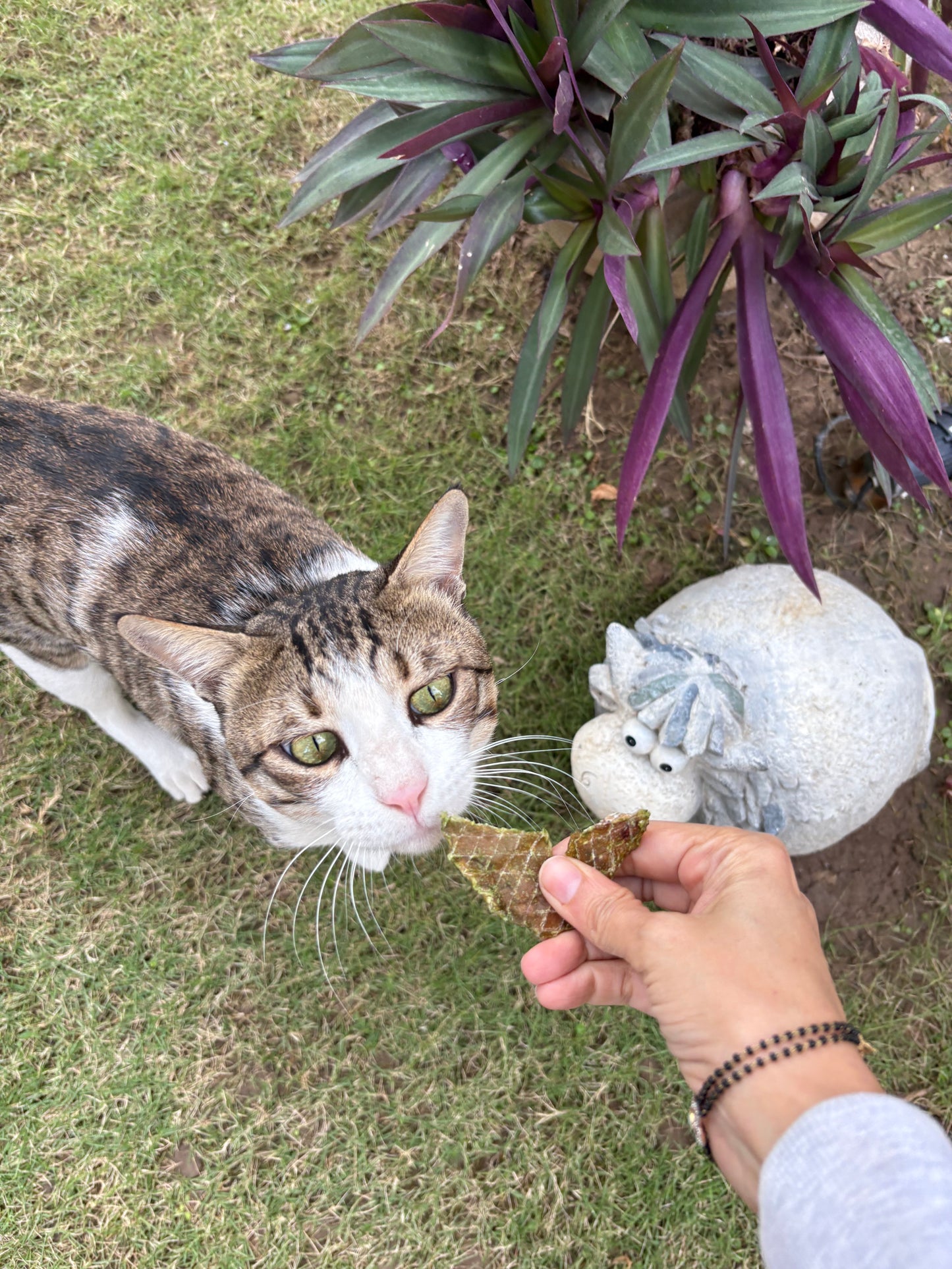 Spinach chicken jerky