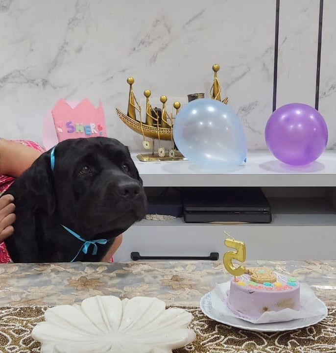 Bento hat combo 🥳