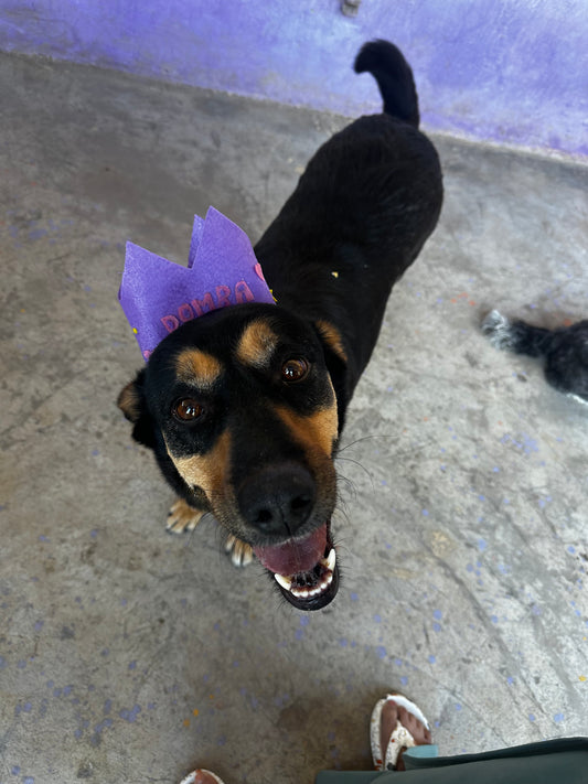 Birthday hat