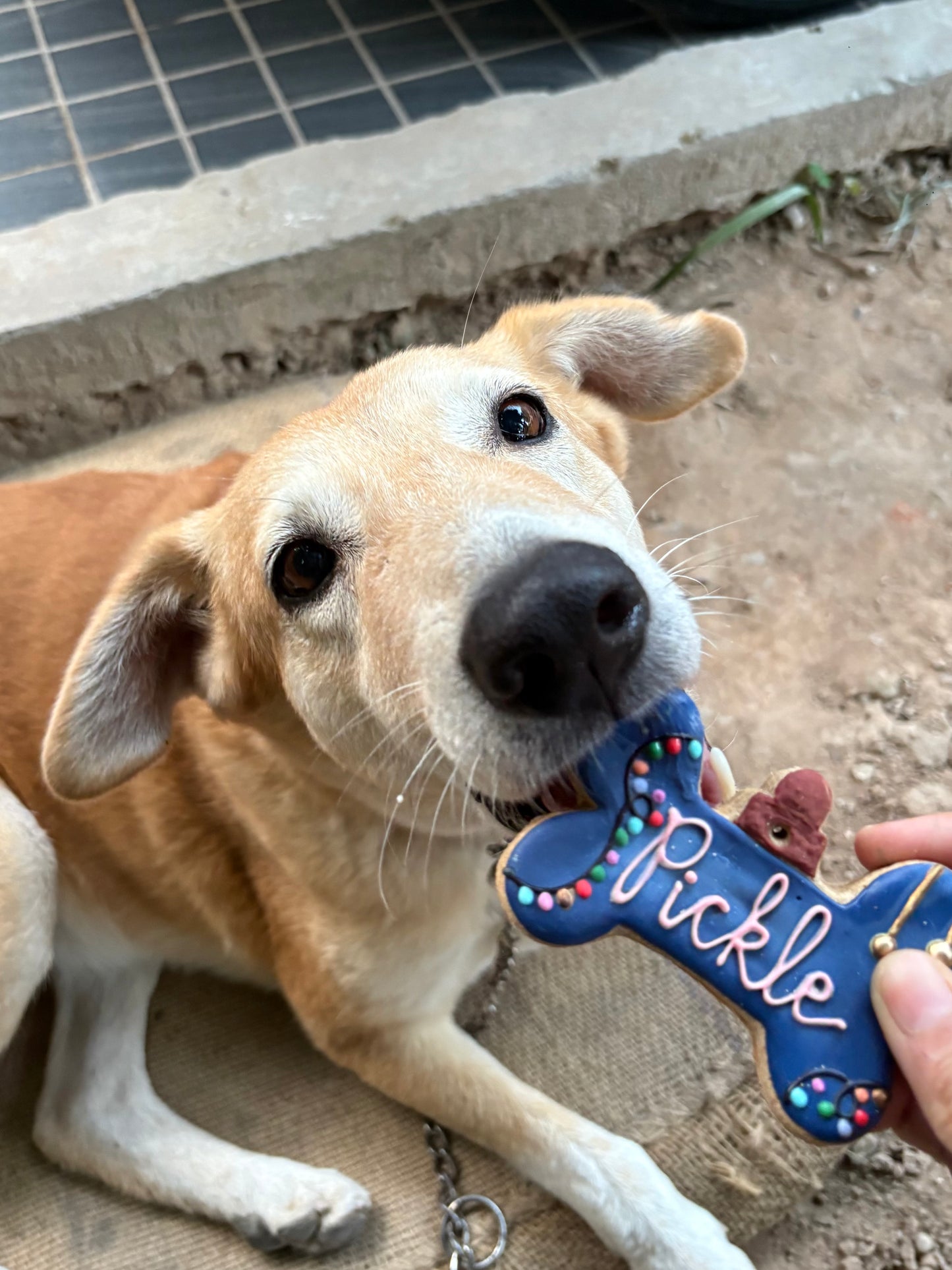 Jingle bites 🎄🎅🏻🐾