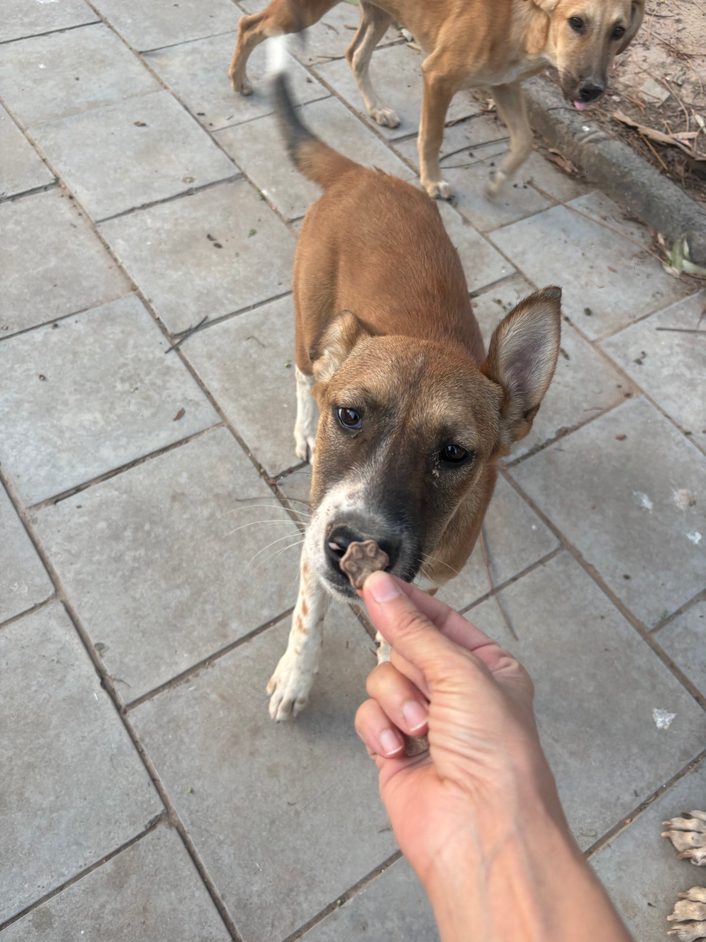Puppy power bites 🐾