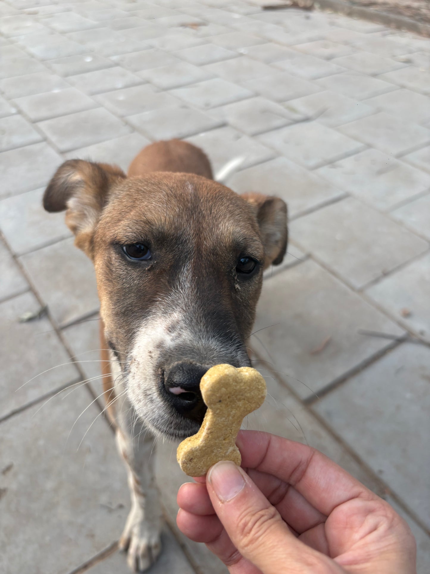 Tummy ease biscuits