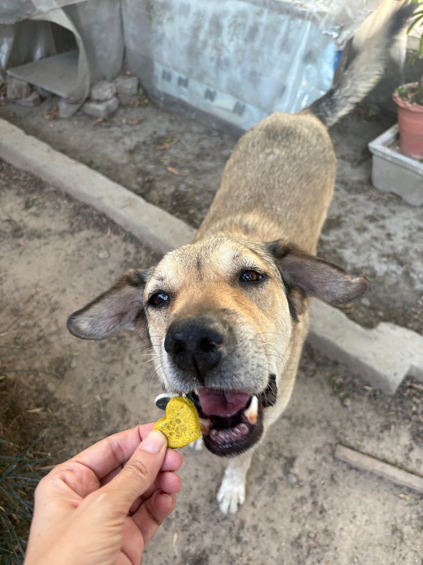 Senior wellness bites