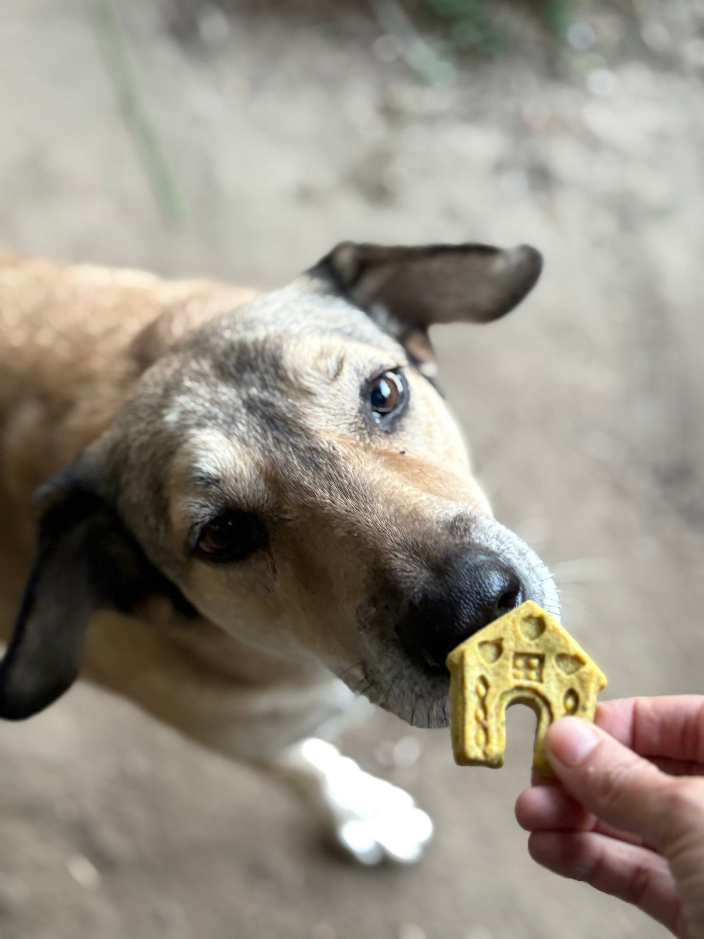 Jingle bites 🎄🎅🏻🐾