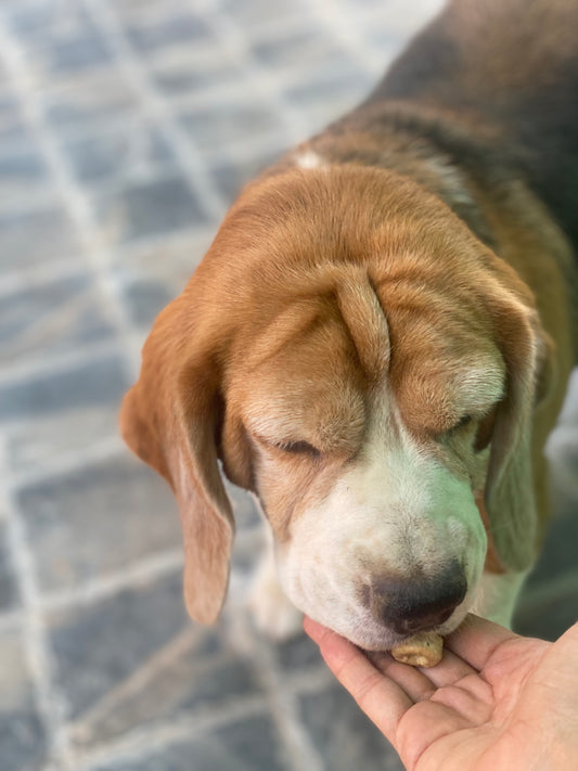 Tuna and Herb treats