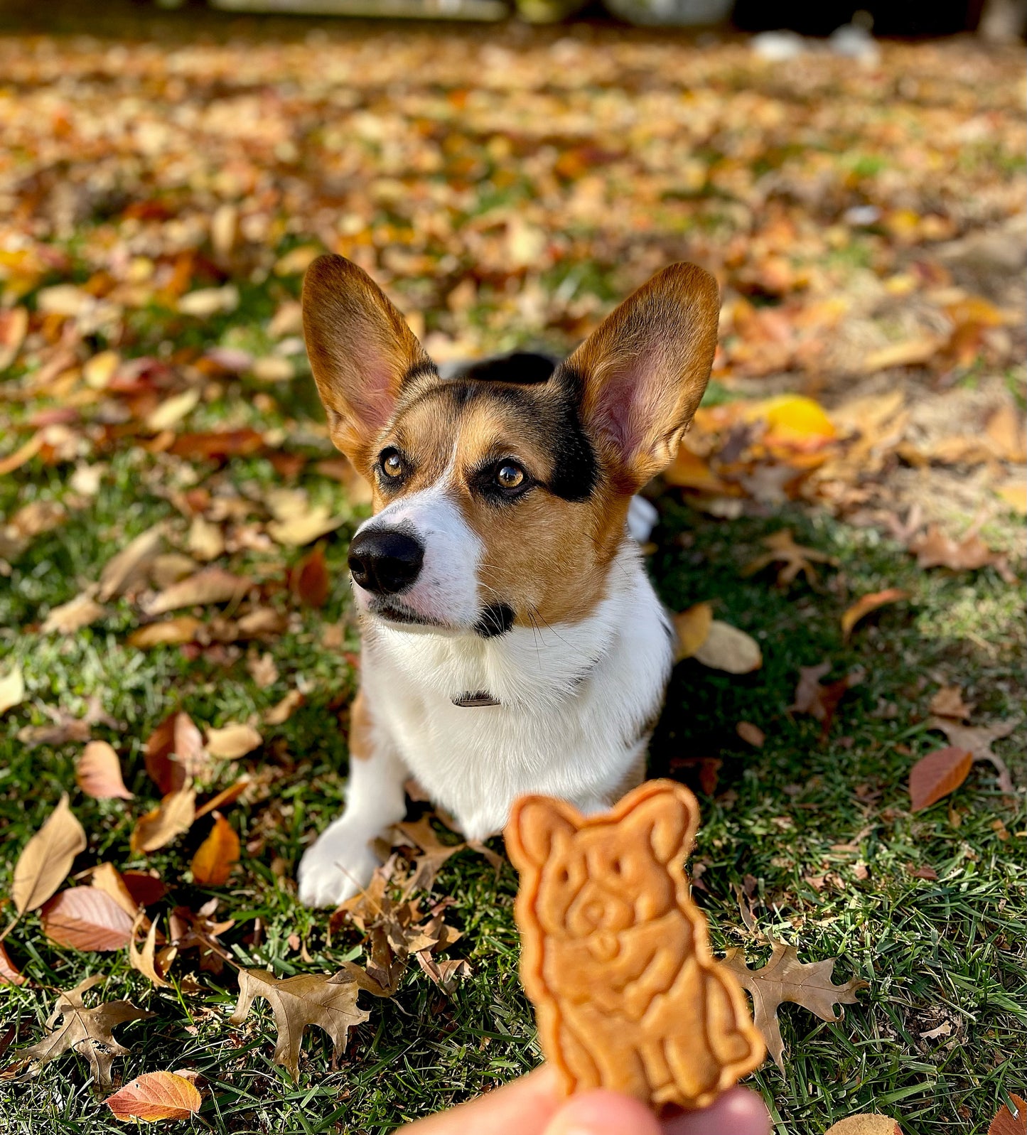 Vegetarian treats